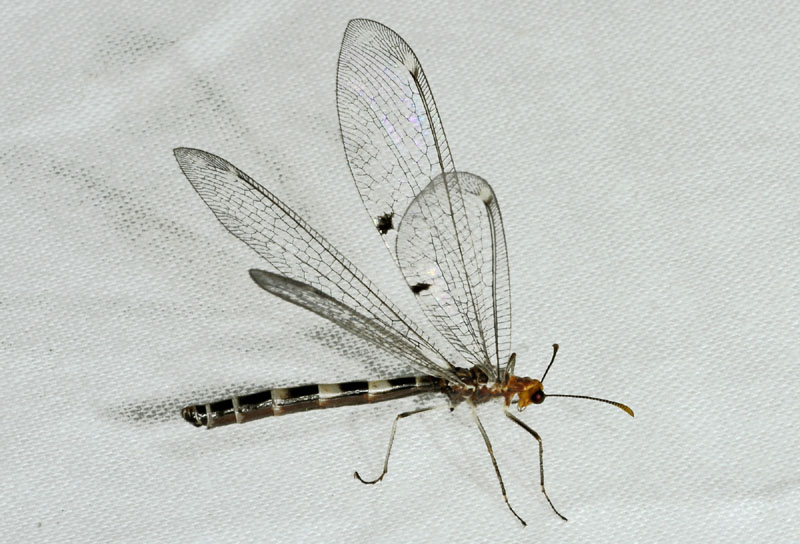 Myrmeleontidae: Megistopus flavicornis